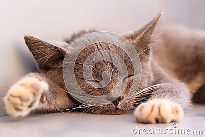 Sleeping kitten Stock Photo