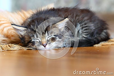 Sleeping Kitten Stock Photo