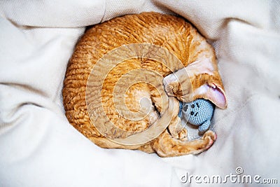 A sleeping kitten with a soft knitted toy sleeps rolled into a ball Stock Photo