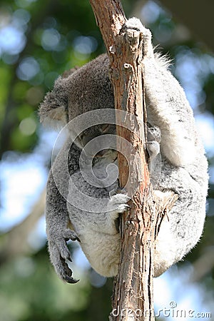 Sleeping koala Stock Photo