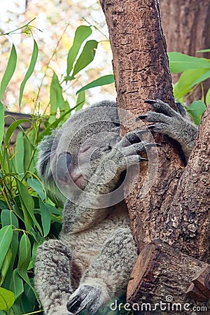 Sleeping koala on Eucalyptus tree Stock Photo