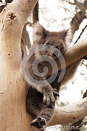 Sleeping koala Stock Photo