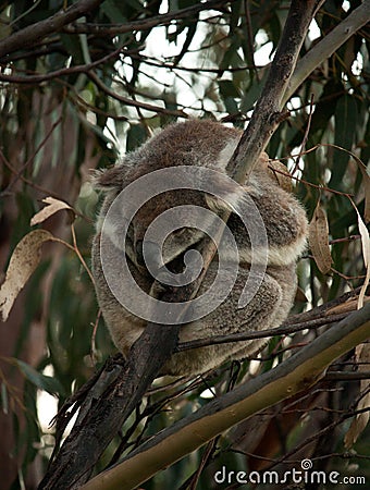 A sleeping Koala on an Eucalyptus tree on the Great Ocean Road in Australia Stock Photo