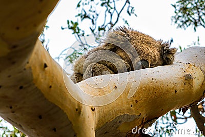 Sleeping koala in the tree Stock Photo