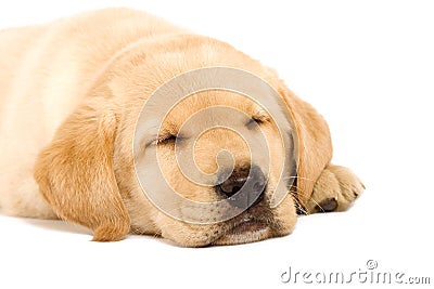 Sleeping Labrador Stock Photo