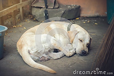Sleeping Labrador dog on the ground. Stock Photo