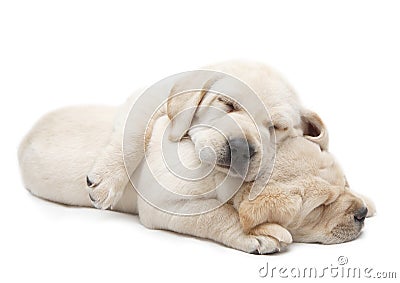 Sleeping Labrador puppies Stock Photo