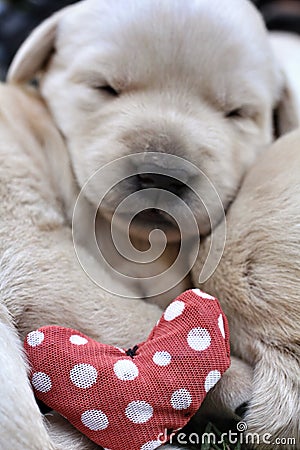 Sleeping labrador puppies on green grass Stock Photo