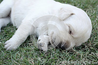 Sleeping labrador puppies on green grass Stock Photo