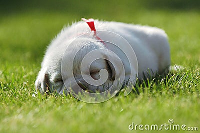 Sleeping Labrador puppy Stock Photo