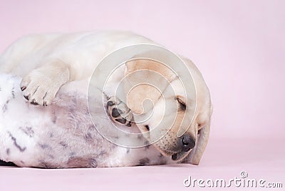 Sleeping labrador puppy Stock Photo