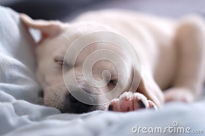 Sleeping Labrador puppy Stock Photo