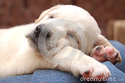 Sleeping Labrador puppy Stock Photo