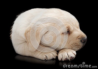 Sleeping Labrador puppy dog Stock Photo