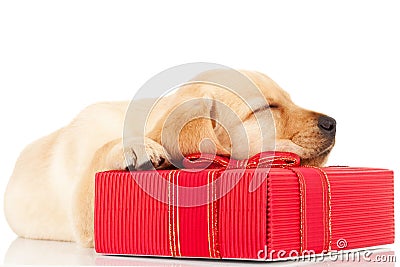 Sleeping labrador puppy on a gift Stock Photo