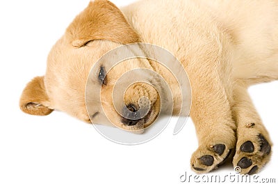 Sleeping Labrador retriever Stock Photo