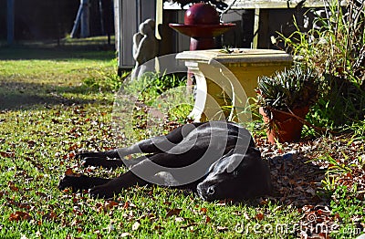 Sleeping Labrador x Stock Photo