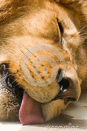 Sleeping lion Stock Photo