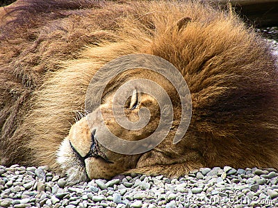 Sleeping Lion Stock Photo