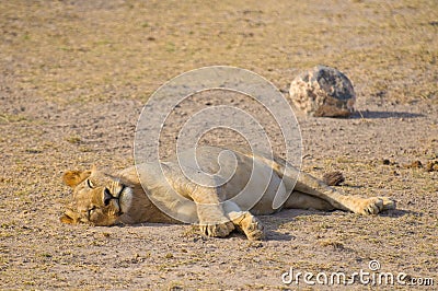 Sleeping lion, amboseli national park, kenya Stock Photo