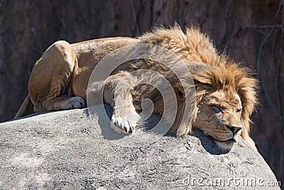 Sleeping Lion Stock Photo