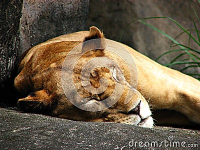 Sleeping Lioness Stock Photo