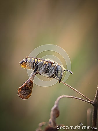 Sleeping littel bee Stock Photo