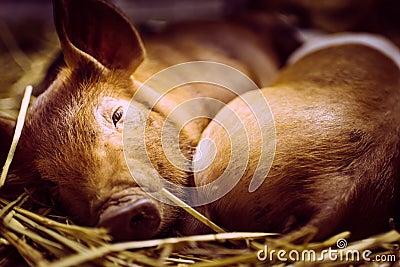 Sleeping little pigs take a break after the show. Stock Photo