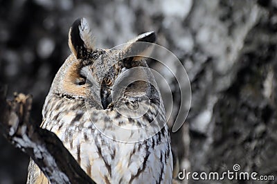 Sleeping Long-eared Owl Stock Photo