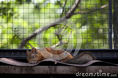 Sleeping long-eared red squirrel at Zoo near Yalta, Crimea. Animals and Mammals in Zoos Stock Photo