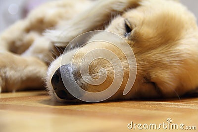 Sleeping long hair dachshund Stock Photo