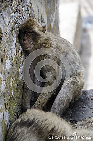 The sleeping Macaque on Gibraltar, Europe Stock Photo