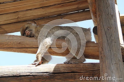 Sleeping Macaque Monkey Stock Photo