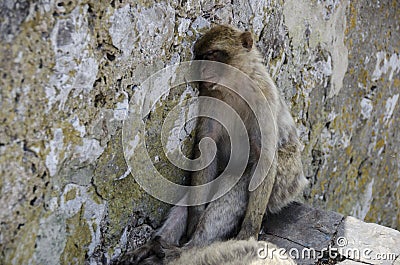 The sleeping Macaque on sleeping, Gibraltar, Euro Stock Photo