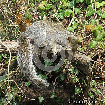 Sleeping male squirrel on a branch Stock Photo