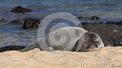 Sleeping Monk Seal Stock Photo