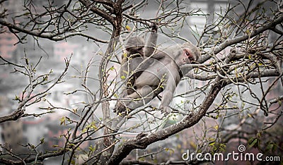 Sleeping monkey Stock Photo