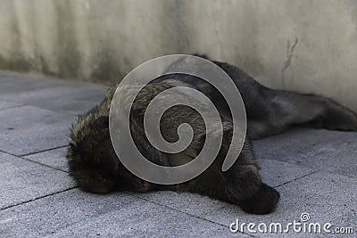 Sleeping monkey on a street Stock Photo