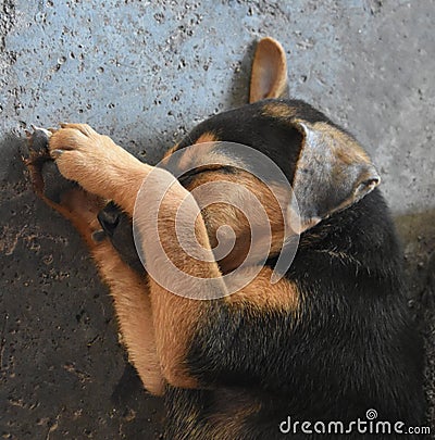 Sleeping Native Indian Breed Puppy Stock Photo