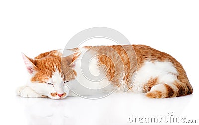 Sleeping orange cat. isolated on white background Stock Photo