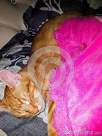 Sleeping Orange male cat with Pink paws Stock Photo