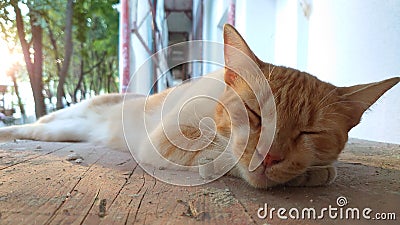 Sleeping orange striped tomcat on a wooden board Stock Photo