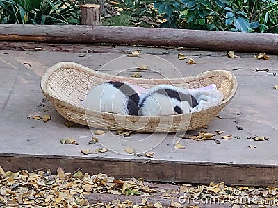 Sleeping panda babies in a basket Stock Photo