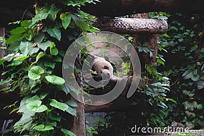 Sleeping panda bear between green leaves Stock Photo