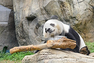 Sleeping panda Stock Photo