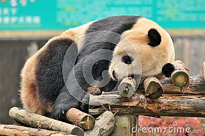 sleeping Panda Stock Photo