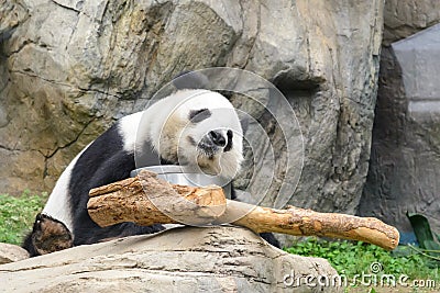 Sleeping panda Stock Photo