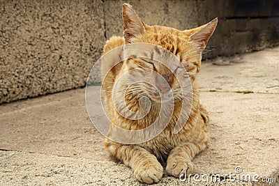 Sleeping, Peaceful, Orange Feral TNR Tabby Cat Stock Photo