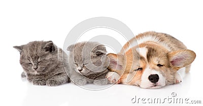 Sleeping Pembroke Welsh Corgi puppy and two kittens. isolated Stock Photo