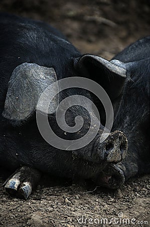 Sleeping Pigs Stock Photo